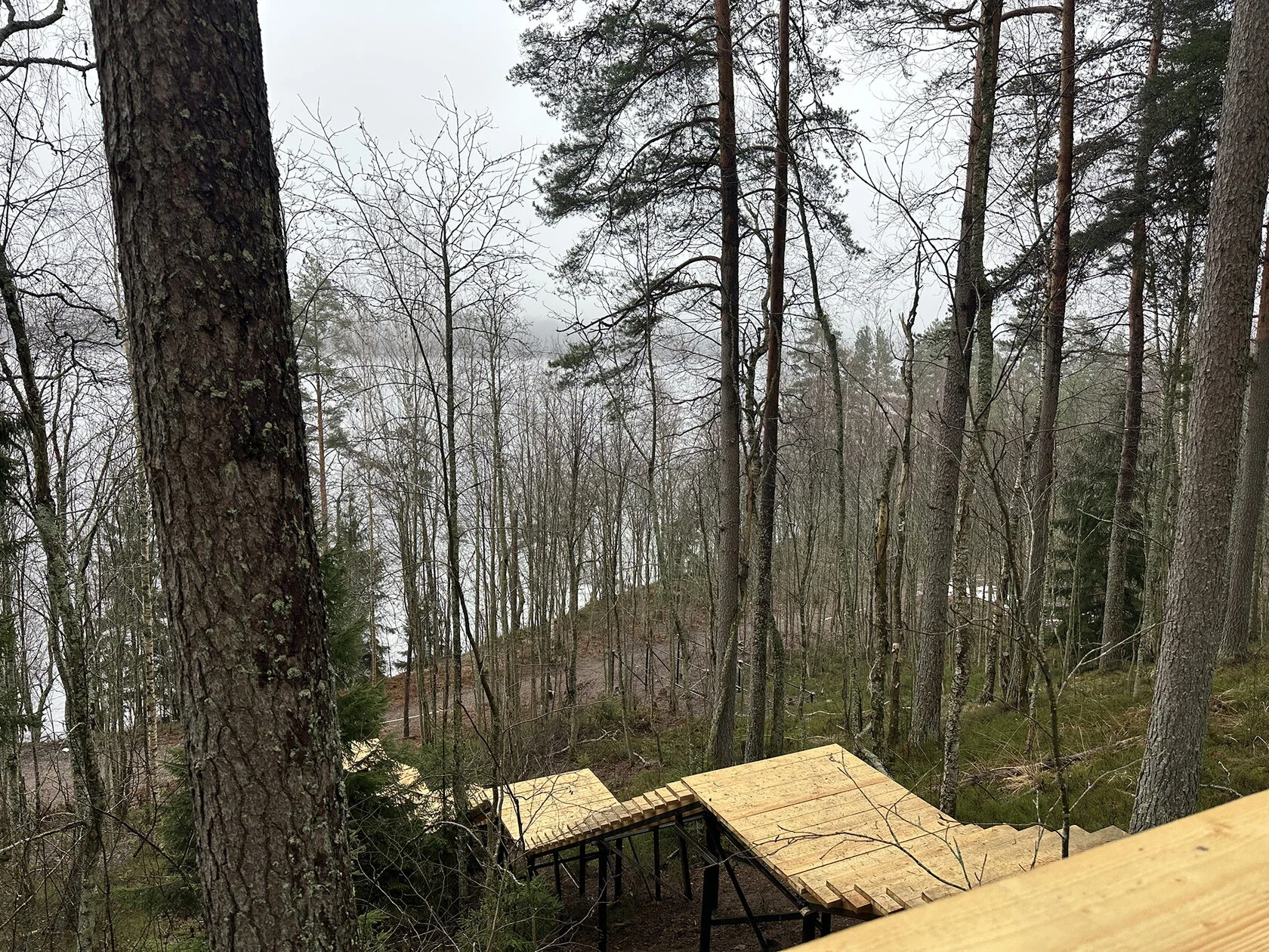 Lake Pionerskoye beyond the pines — a place for walks and relaxation